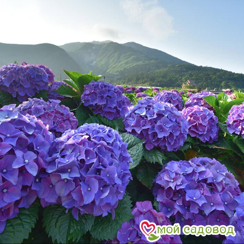 Гортензия крупнолистная Фиолетовая