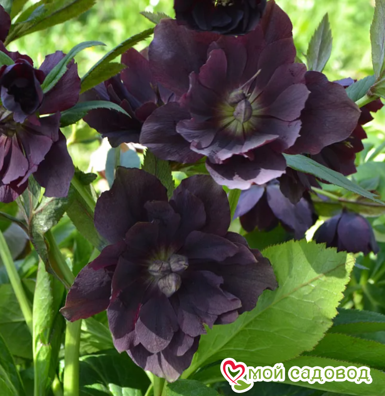 Морозник восточный Дабл Эллен Пёрпл